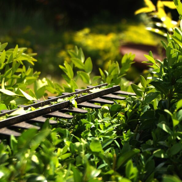 Eine gepflegte Hecke!