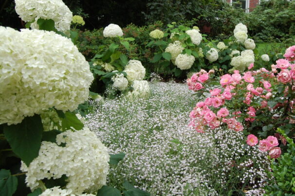 Kundengarten mit Rosen und Pflasterweg