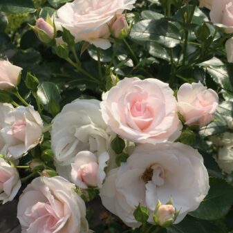 Rosen aus unserem frisch angelegten Kundengarten in Wilhelmshaven